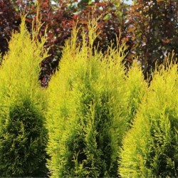 Thuja occidentalis GOLDEN...