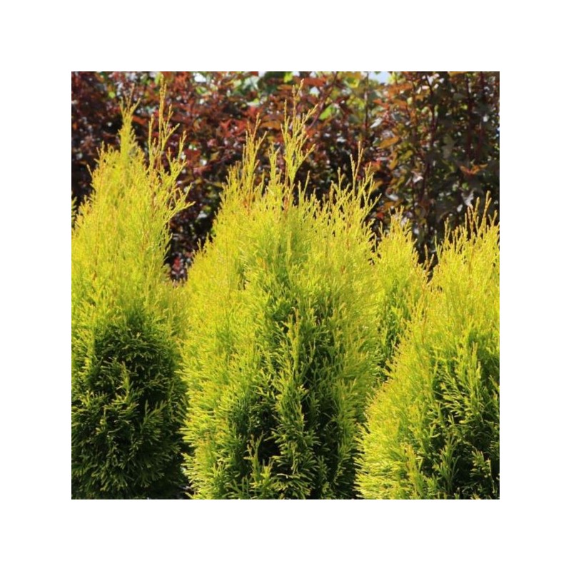 Thuja occidentalis GOLDEN SMARAGD 'Janed Gold' PBR