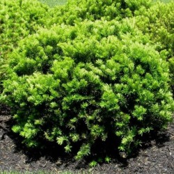 Taxus ×media 'Densiformis'