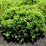 Taxus ×media 'Densiformis'