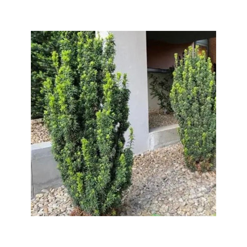 Taxus ×media 'Hicksii'