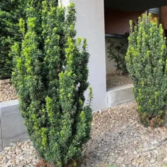 Taxus ×media 'Hicksii'