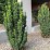 Taxus ×media 'Hicksii'