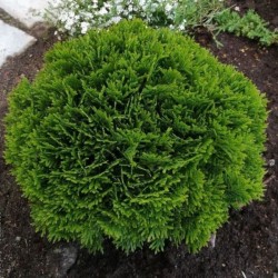 Thuja occidentalis 'Danica'