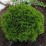 Thuja occidentalis 'Danica'