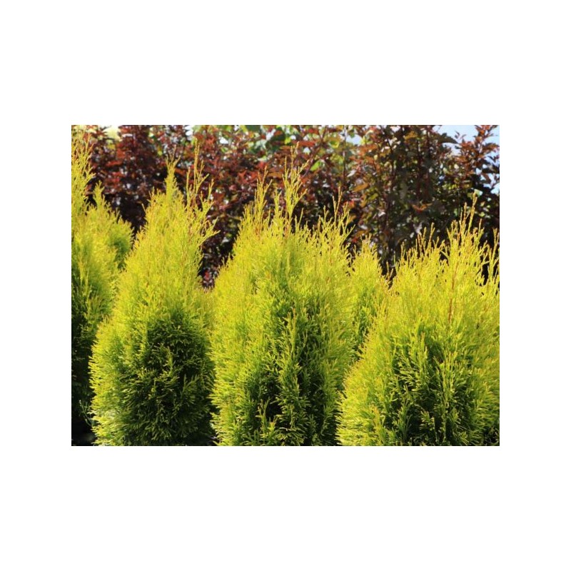Thuja occidentalis GOLDEN SMARAGD 'Janed Gold' PBR