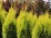 Thuja occidentalis GOLDEN SMARAGD 'Janed Gold' PBR