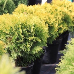 Thuja occidentalis 'Mirjam'...
