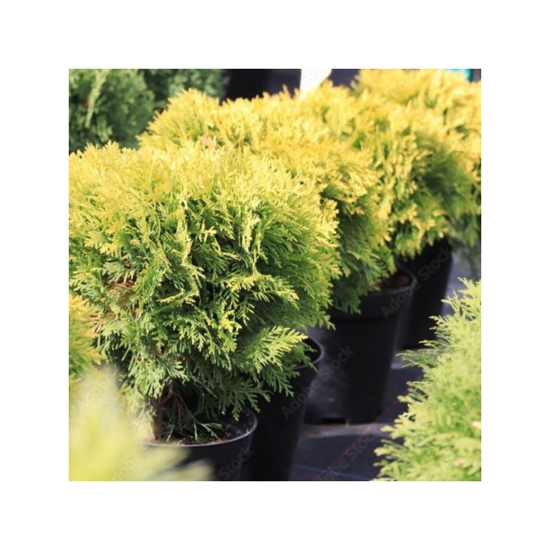 Thuja occidentalis 'Mirjam' PBR