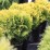 Thuja occidentalis 'Mirjam' PBR