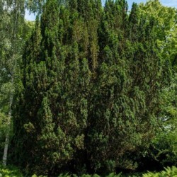 Taxus baccata 'Overeynderi'