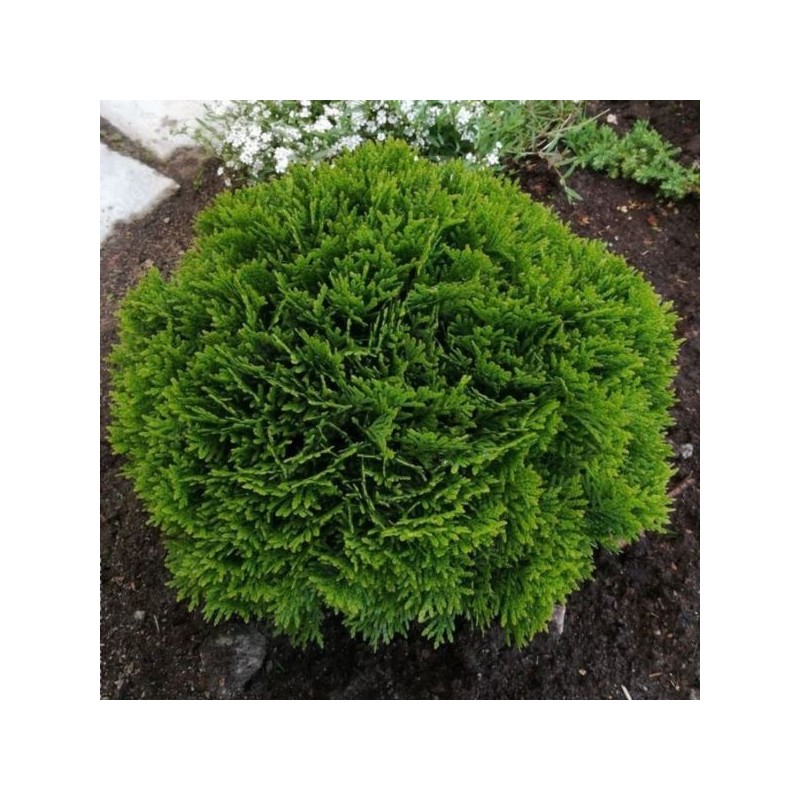 Thuja occidentalis 'Danica'