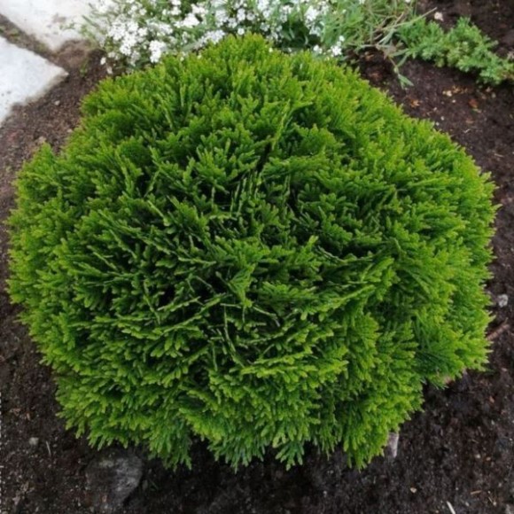 Thuja occidentalis 'Danica'
