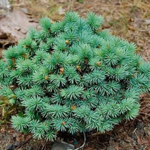 Picea pungens 'Sonia'