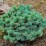 Picea pungens 'Sonia'