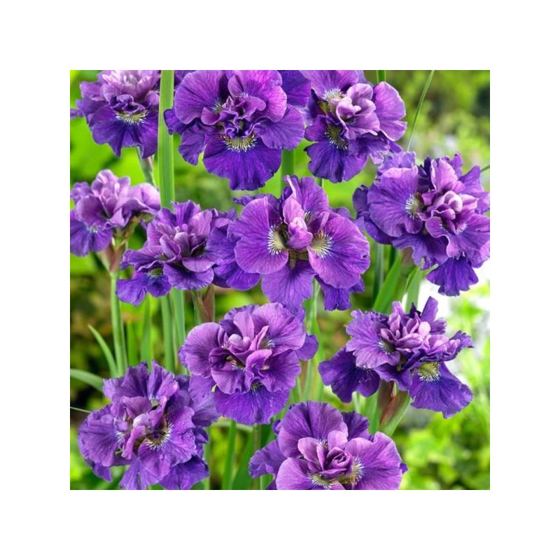 Iris sibirica 'Concord Crush'