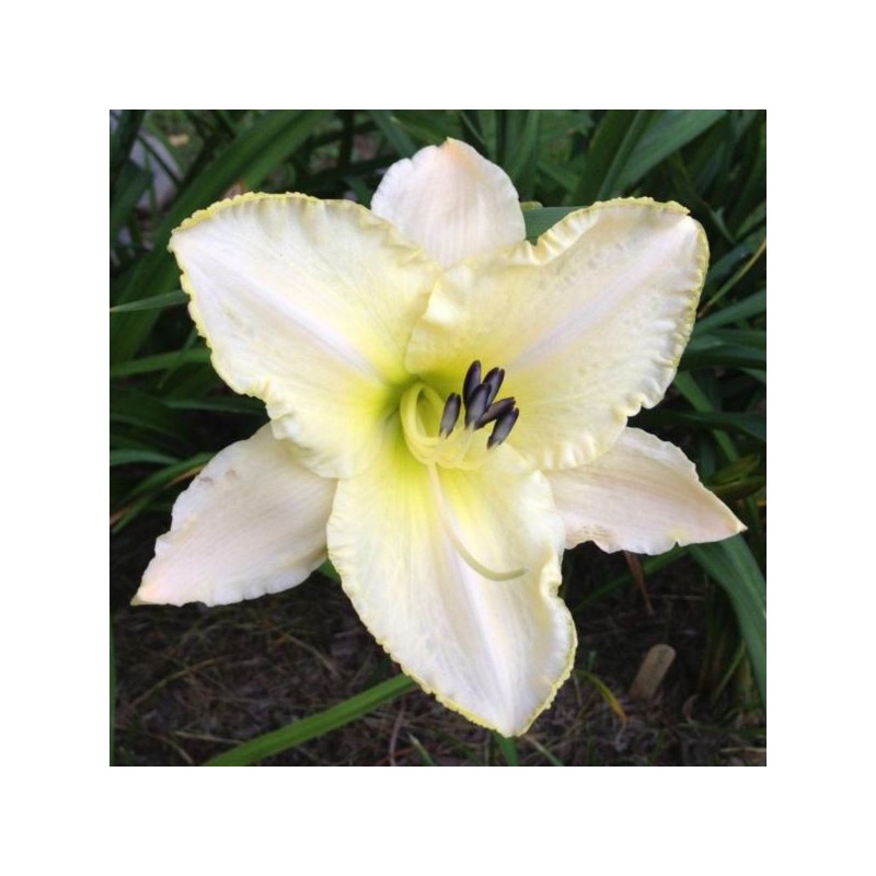 Hemerocallis 'Arctic Snow'