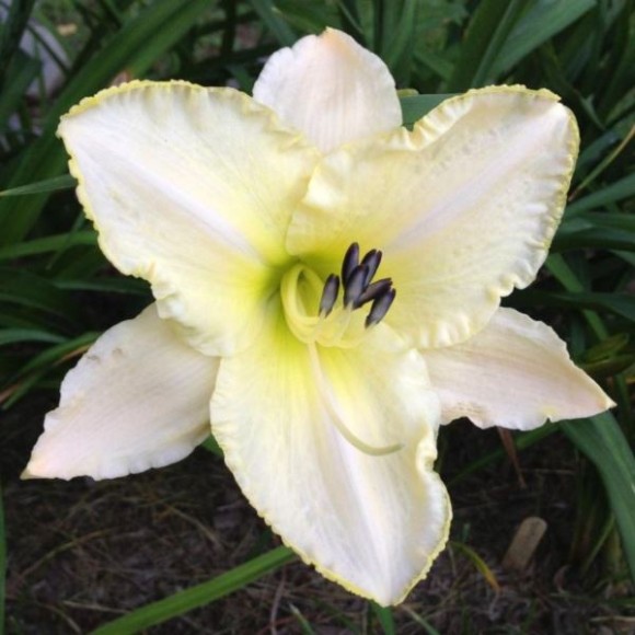 Hemerocallis 'Arctic Snow'