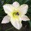 Hemerocallis 'Arctic Snow'