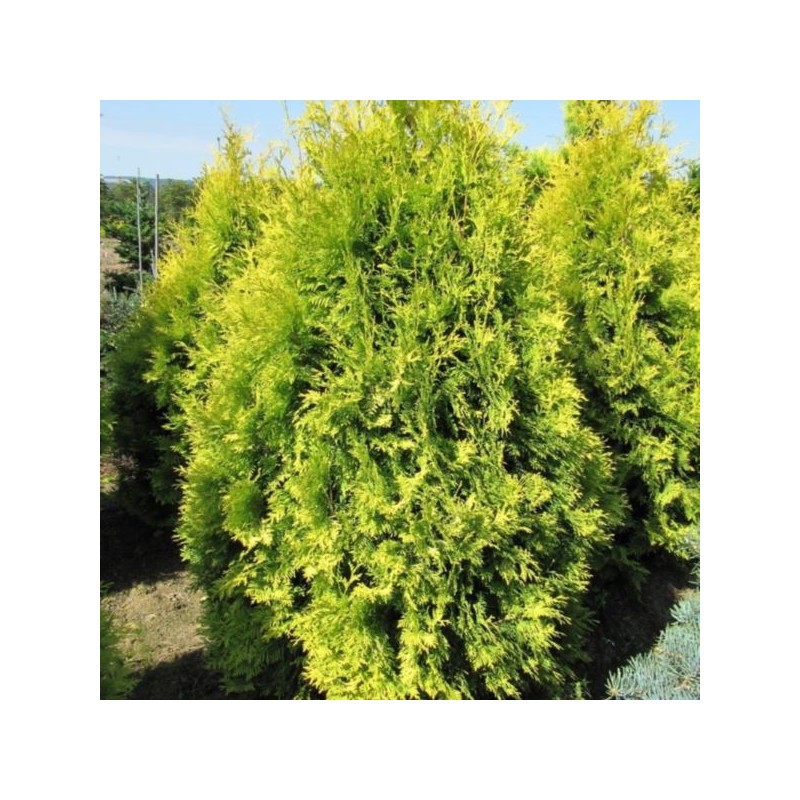 Thuja occidentalis 'Malonyana Aurea'