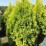 Thuja occidentalis 'Malonyana Aurea'