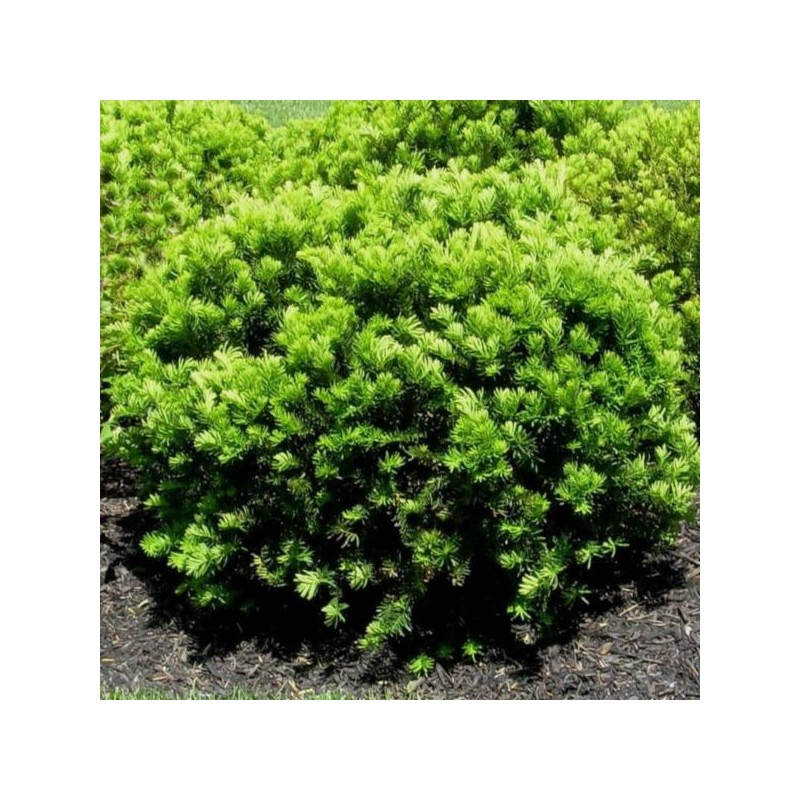 Taxus ×media 'Densiformis'