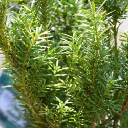 Taxus ×media 'Kazio' PBR