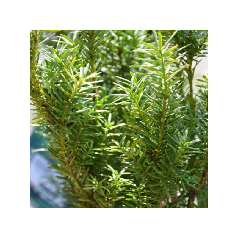 Taxus ×media 'Kazio' PBR