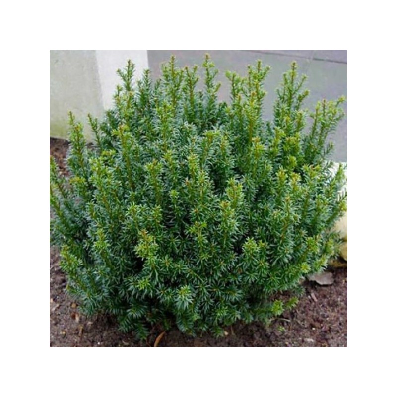 Taxus baccata 'Anna' PBR