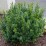 Taxus baccata 'Anna' PBR