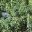 Taxus baccata 'Anna' PBR