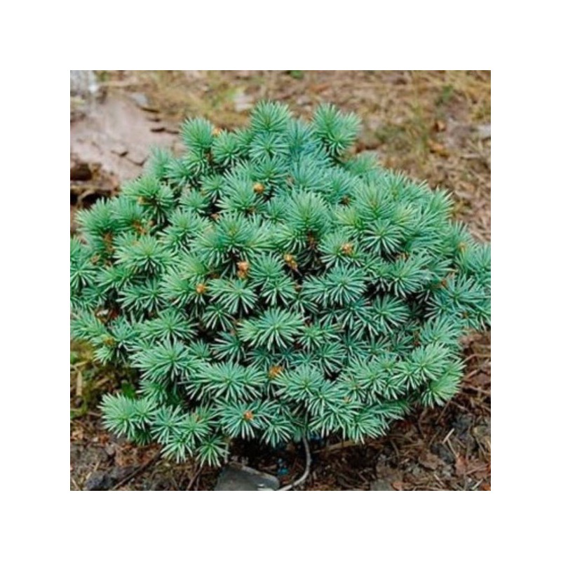 Picea pungens 'Sonia'