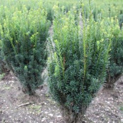 Taxus ×media RISING STAR...
