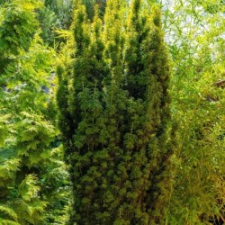 Taxus baccata 'Fastigiata...