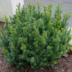 Taxus baccata 'Anna' PBR