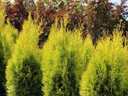 Thuja occidentalis GOLDEN...