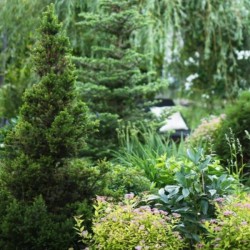 Picea abies 'Will's Zwerg'