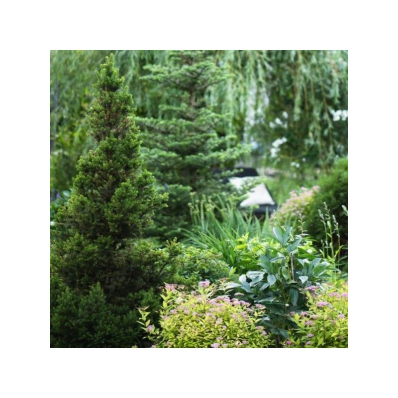 Picea abies 'Will's Zwerg'