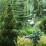 Picea abies 'Will's Zwerg'