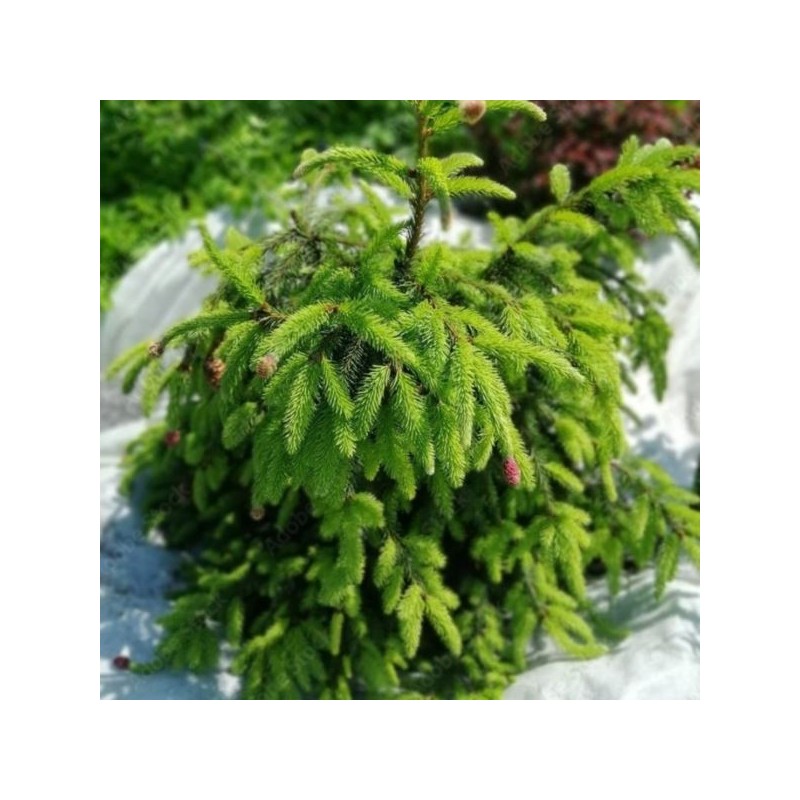 Picea abies 'Acrocona'