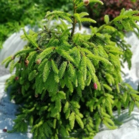 Picea abies 'Acrocona'