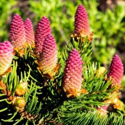 Picea abies 'Acrocona'