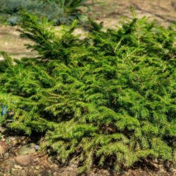 Picea abies 'Barryi'