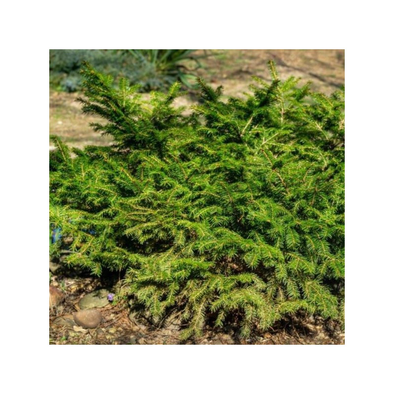 Picea abies 'Barryi'