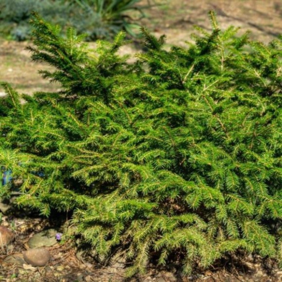 Picea abies 'Barryi'