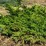 Picea abies 'Barryi'