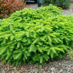 Picea abies 'Little Gem'
