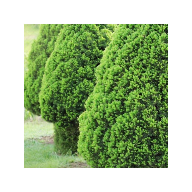 Picea glauca 'Conica'