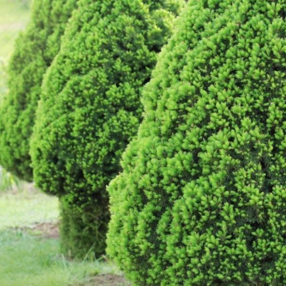 Picea glauca 'Conica'