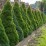 Picea glauca 'Conica'